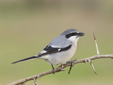 İber gri örümceği (Lanius meridionalis) 
