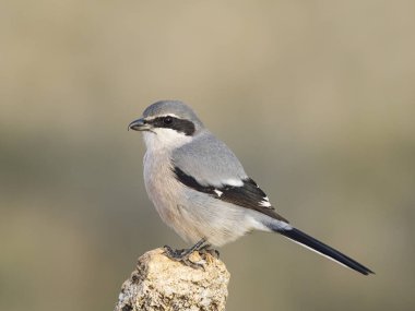 İber gri örümceği (Lanius meridionalis) 