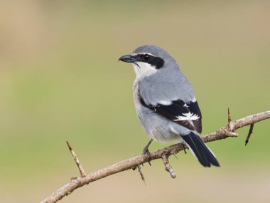 İber gri örümceği (Lanius meridionalis) 