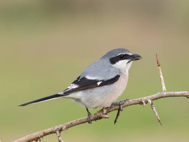 İber gri örümceği (Lanius meridionalis) 