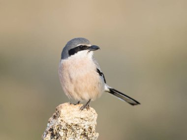 İber gri örümceği (Lanius meridionalis) 