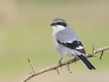 İber gri örümceği (Lanius meridionalis) 