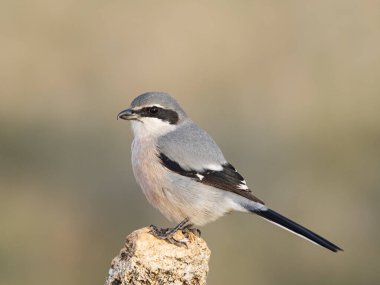 İber gri örümceği (Lanius meridionalis) 