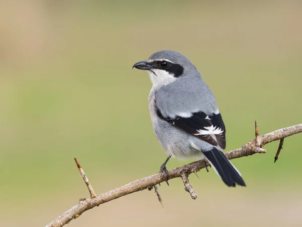 Shrike Gris Ibérico Lanius Meridionalis — Foto de Stock