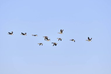 Greylag kaz (Anser anser)