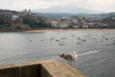  Genç sarı bacaklı martı (Larus michahellis), San Sebastien, Bask ülkesi, İspanya