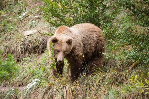 Коричневий Ведмідь Hursus Arctos — стокове фото