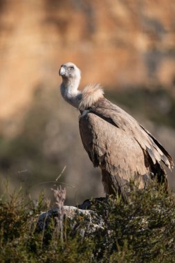 Griffon Akbabası (Gyps fulvus), Segovia, İspanya