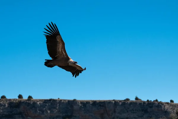 Griffon Gier Gyps Fulvus Segovia Spanje — Stockfoto