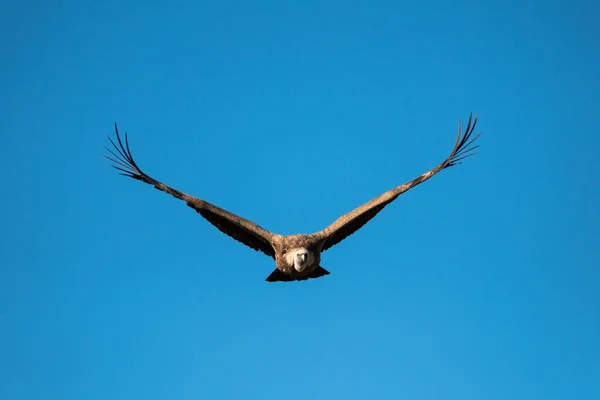 Griffon Gier Gyps Fulvus Segovia Spanje — Stockfoto