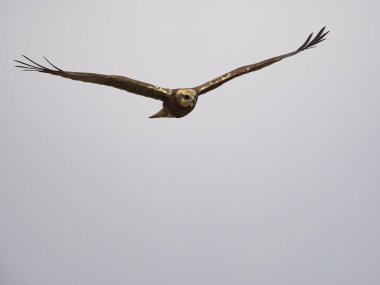 Batı marsh harrier (sirk aeruginosus)
