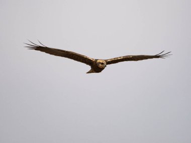 Batı marsh harrier (sirk aeruginosus)