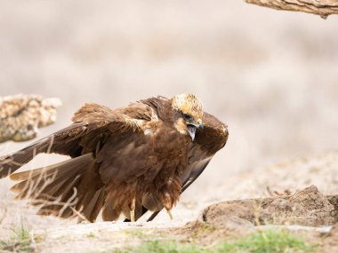 Batı marsh harrier (sirk aeruginosus)