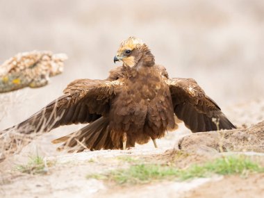 Batı marsh harrier (sirk aeruginosus)