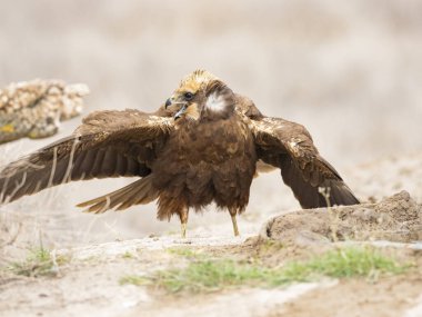 Batı marsh harrier (sirk aeruginosus)