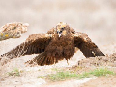 Batı marsh harrier (sirk aeruginosus)