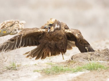 Batı marsh harrier (sirk aeruginosus)