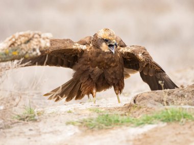 Batı marsh harrier (sirk aeruginosus)
