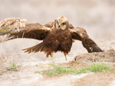 Batı marsh harrier (sirk aeruginosus)