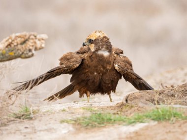 Batı marsh harrier (sirk aeruginosus)