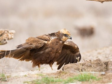 Batı marsh harrier (sirk aeruginosus)