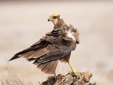 Batı marsh harrier (sirk aeruginosus)