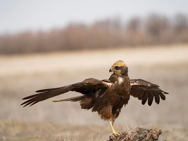 Western Marsh Harrier Circus Aeruginosus — Stockfoto