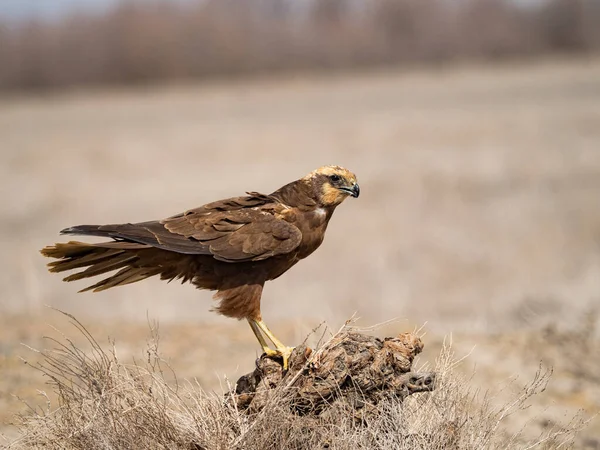 Western Marsh Harrier Circus Aeruginosus — Stock Photo, Image