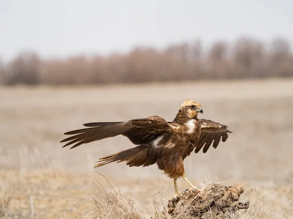 Western Marsh Harrier Circus Aeruginosus — Stock Photo, Image