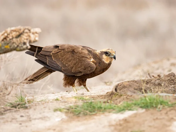 Westerse Bruine Kiekendief Circus Aeruginosus — Stockfoto