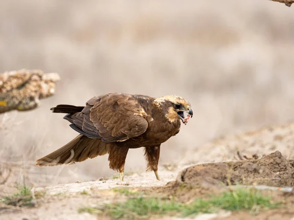 Western Marsh Harrier Circus Aeruginosus — Stockfoto