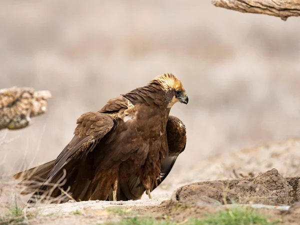 Western Marsh Harrier Circus Aeruginosus — Stockfoto