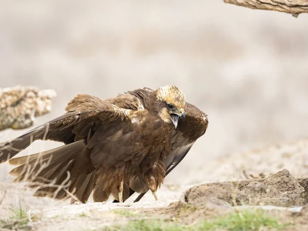 Western Marsh Harrier Circus Aeruginosus — Stockfoto