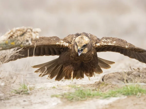 Western Marsh Harrier Circus Aeruginosus — Stockfoto