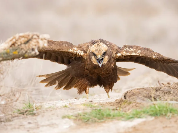 Western Marsh Harrier Circus Aeruginosus — Stockfoto