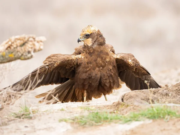 Western Marsh Harrier Circus Aeruginosus — Stockfoto