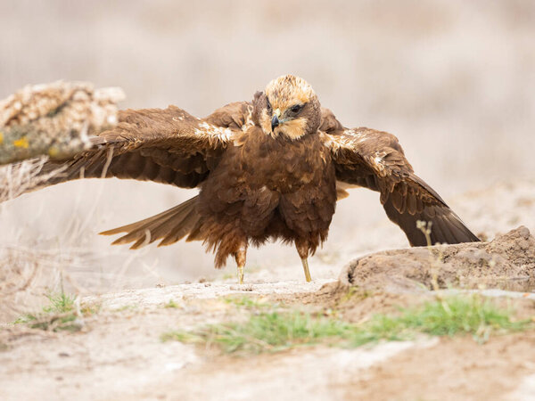 Western marsh harrier (Circus aeruginosus)