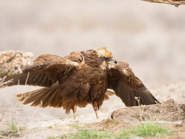 Western Marsh Harrier Circus Aeruginosus — Stockfoto