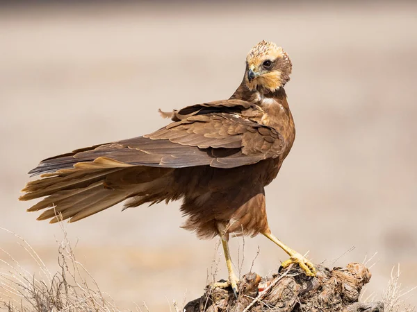 Western Marsh Harrier Circus Aeruginosus — Stock Photo, Image