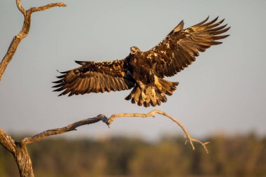  İber İmparatorluk Kartalı (Aquila adalberti), Castilla la la Mancha, İspanya.