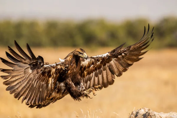 Iberian Imperial Eagle Aquila Adalberti Castilla Mancha Spain — Stock Photo, Image