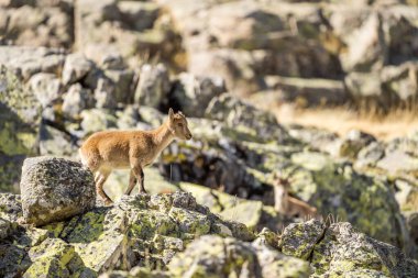  İber dağ keçisi, İspanyol dağ keçisi, İber vahşi keçisi (Capra pyrenaica)