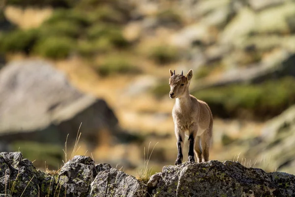 Ibex Ibérico Ibex Espanhol Cabra Selvagem Espanhola Cabra Selvagem Ibérica — Fotografia de Stock