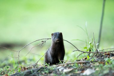 Amerikan vizonu (Neovison vizonu)