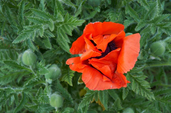 Fleur Pavot Sur Fond Buisson Vert Nature — Photo