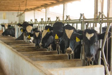 Aile ölçekli süt üretimi, mekanik sağma