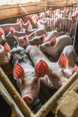 Domuz çiftlikleri sınırlama modunda