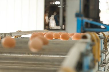 Yumurta çiftliği, geniş ölçekli endüstriyel üretim, seçici odaklı