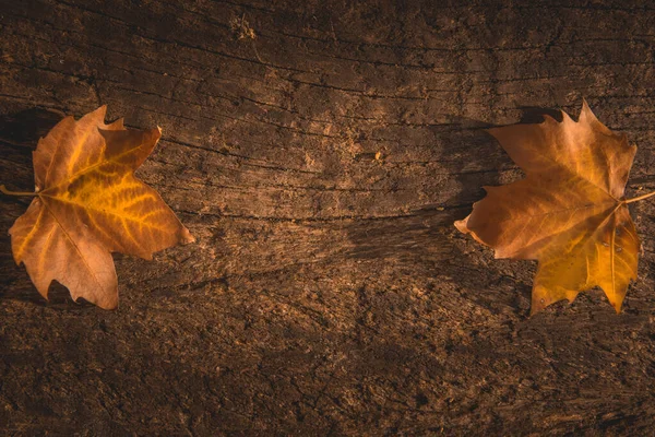 Hojas Secas Otoño Sobre Fondo Madera Envejecida Con Espacio Para — Foto de Stock