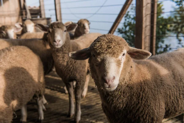 Köhögésre Kész Elzárt Bárány — Stock Fotó